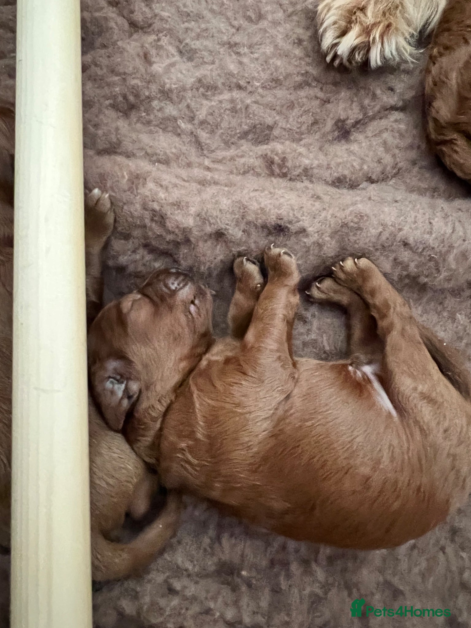 Cockapoo dogs for sale: 8 home raised red F1B cockapoos 3 girls/5 boys - Advert 8