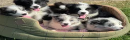 Border Collie dogs for sale: Stunning KC Registered Border Collie Puppies  - Advert 3