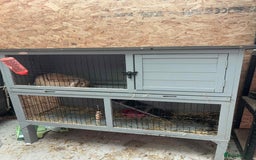 Dwarf Lop rabbits for sale: Boy dwarf mini pop and female lop - Image 5