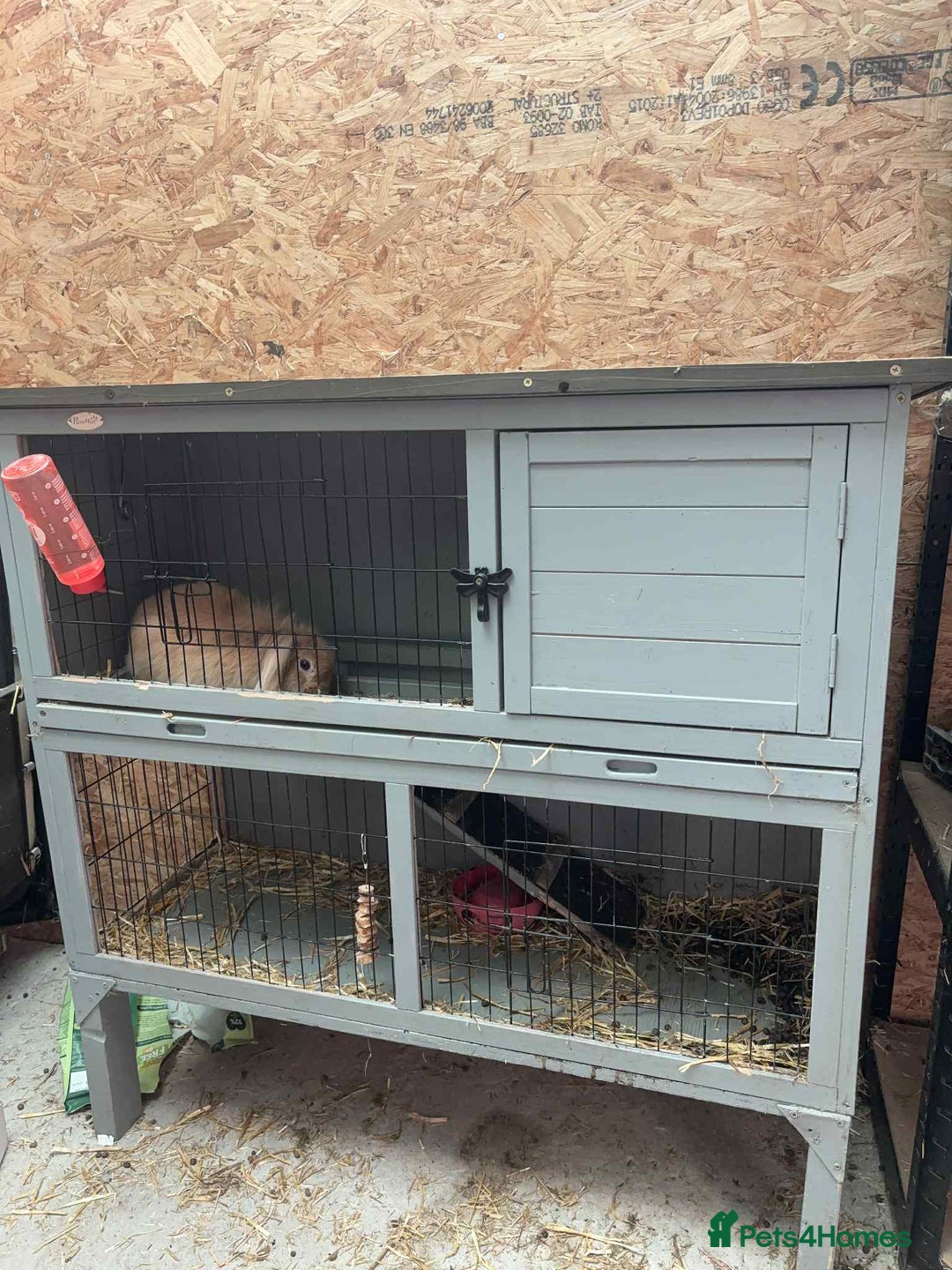 Dwarf Lop rabbits for sale: Boy dwarf mini pop and female lop - Image 5