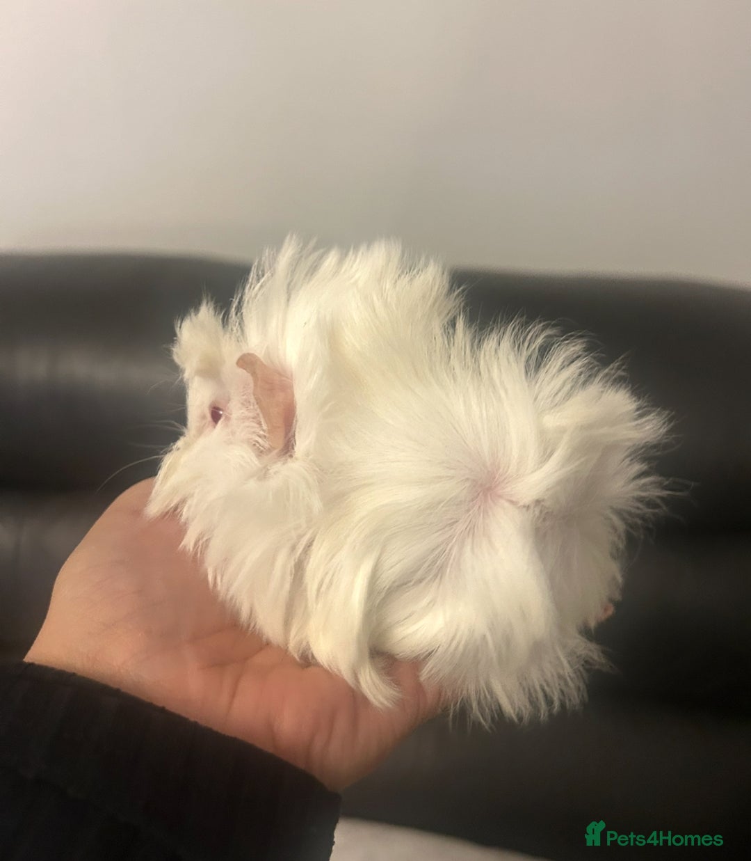 Guinea Pig rodents for sale: Gorgeous fluffy baby boy guinea pig - Image 2