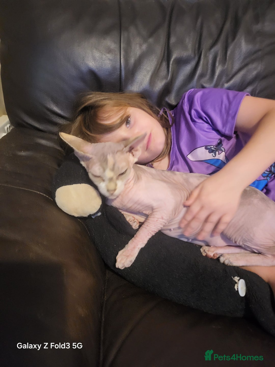 Sphynx cats for sale: Female spynx  - Advert 2