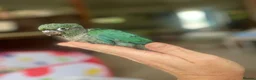 Conures birds for sale: Baby mutation green cheeked conure - Advert 5