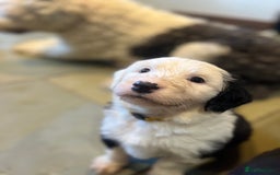 Old English Sheepdog dogs for sale: Pure old English sheepdog pups - Image 2