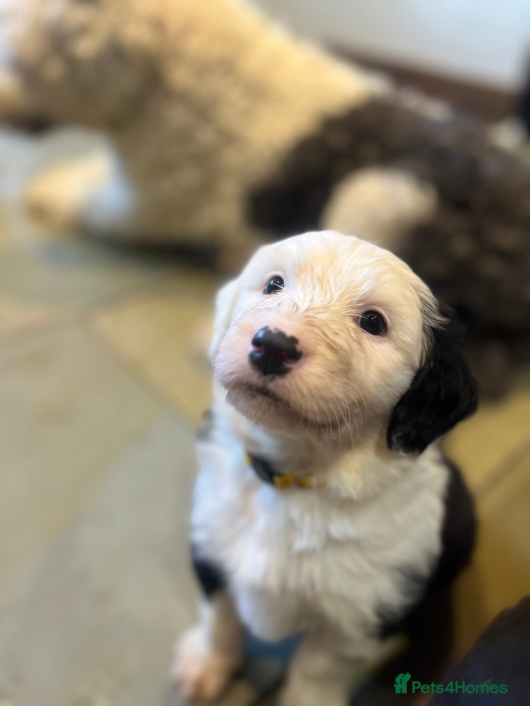 Old English Sheepdog dogs for sale: Pure old English sheepdog pups - Image 2