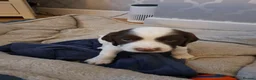 English Springer Spaniel dogs for sale: Springer Spaniel Puppies - Advert 6