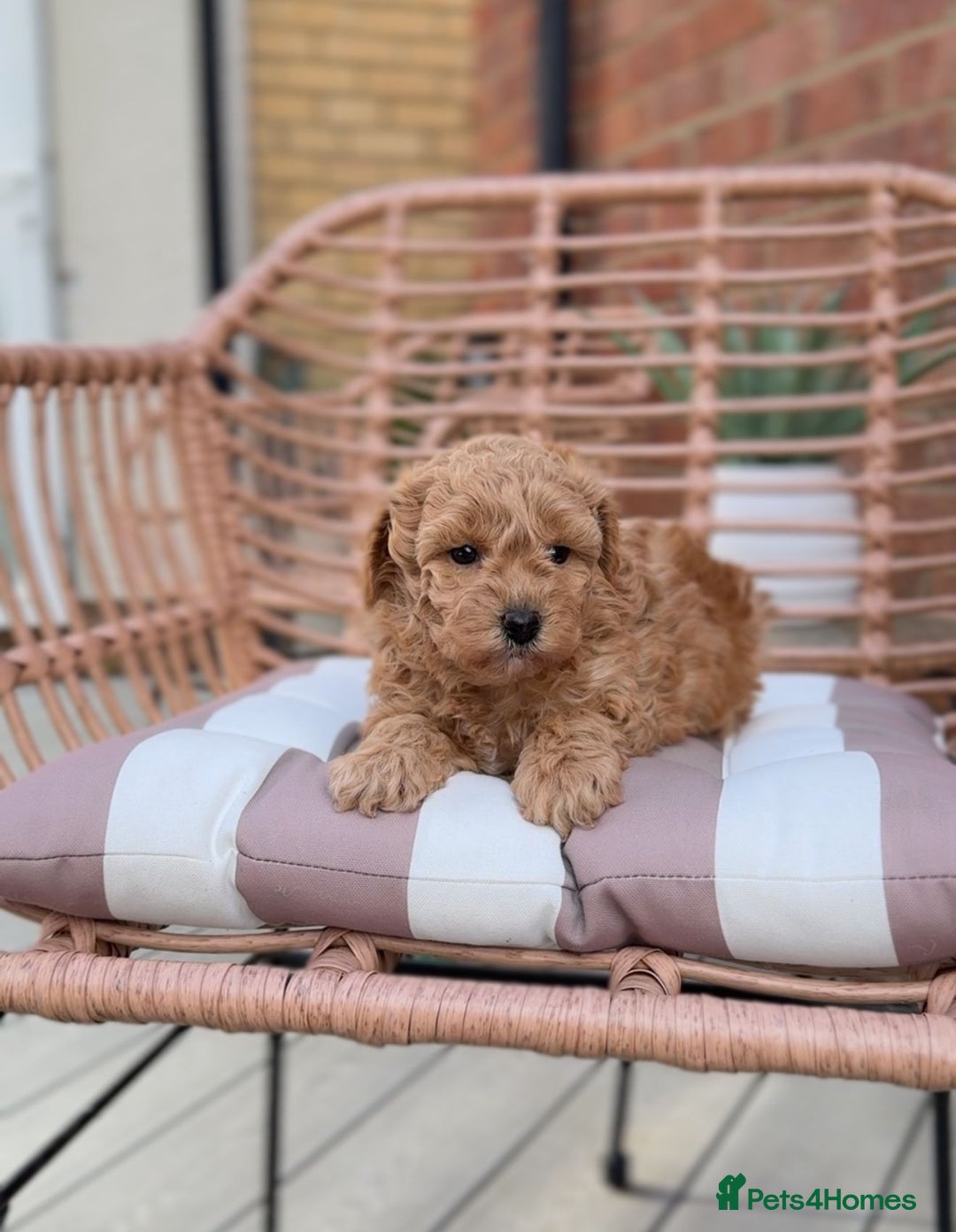 Cavapoochon dogs for sale: 5* Gorgeous F1b Cavapoochons - Image 2