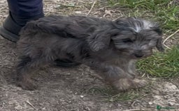 Cockapoo dogs for sale: F1 unique cockerpoo pups  - Image 17