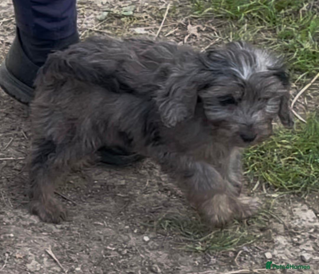 Cockapoo dogs for sale: F1 unique cockerpoo pups  - Image 17