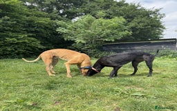 Greyhound dogs for sale: Eli and Oprah 🩵🩷 - Image 7