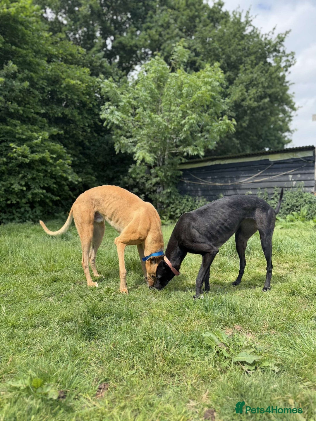 Greyhound dogs for sale: Eli and Oprah 🩵🩷 - Image 7