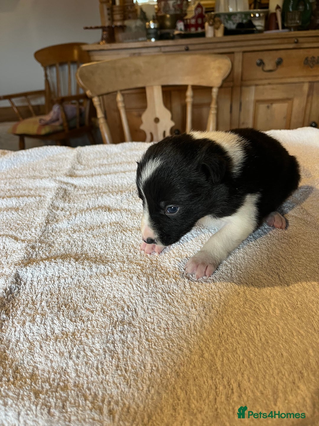 Border Collie dogs for sale: Border collie puppies for sale.  - Advert 18