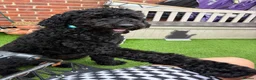 Goldendoodle dogs for sale: Winston  - Advert 7