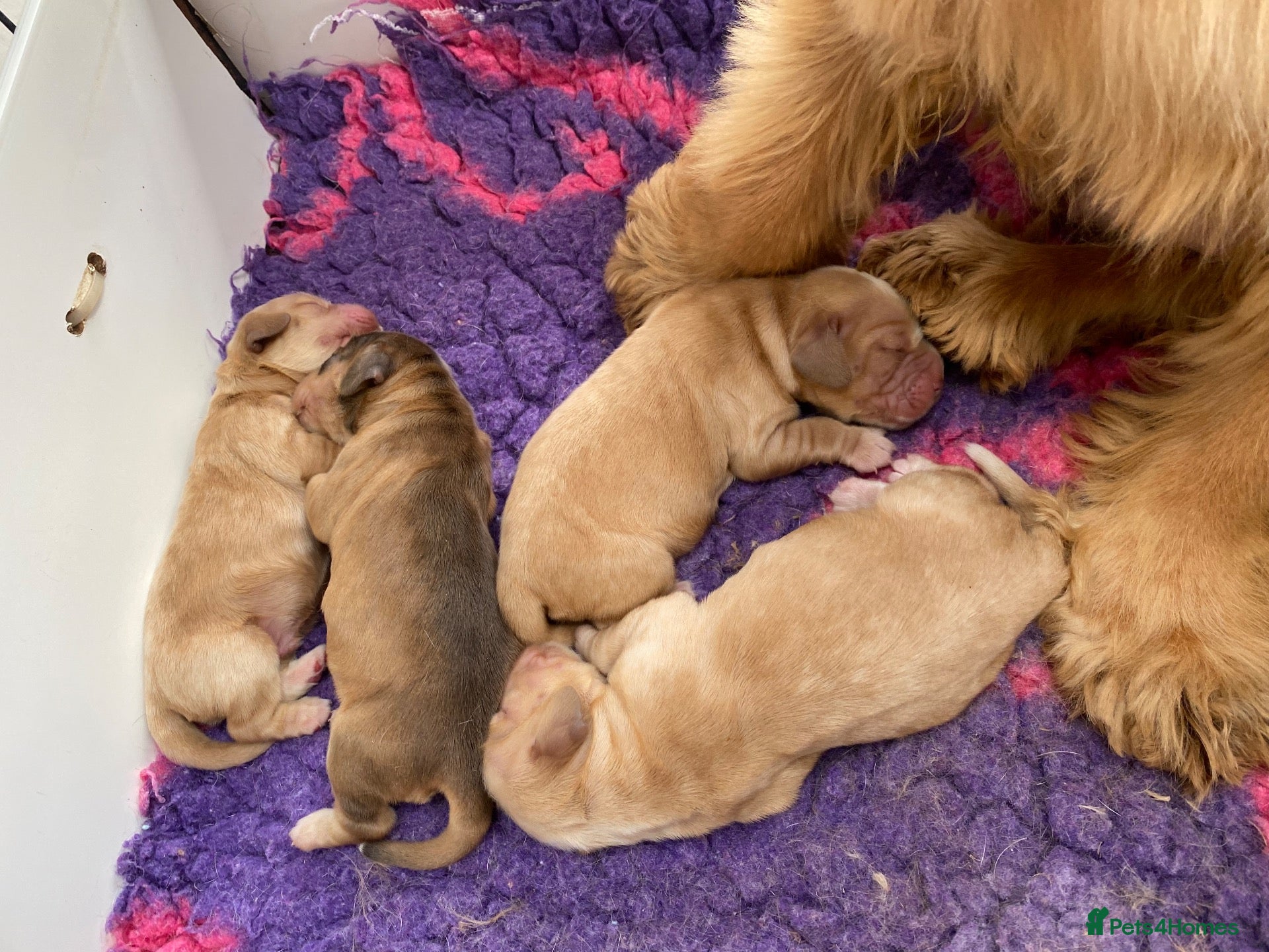 Cocker Spaniel dogs for sale: KC Reg Show Type Cocker Spaniel  - Advert 2