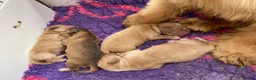 Cocker Spaniel dogs for sale: KC Reg Show Type Cocker Spaniel  - Advert 2