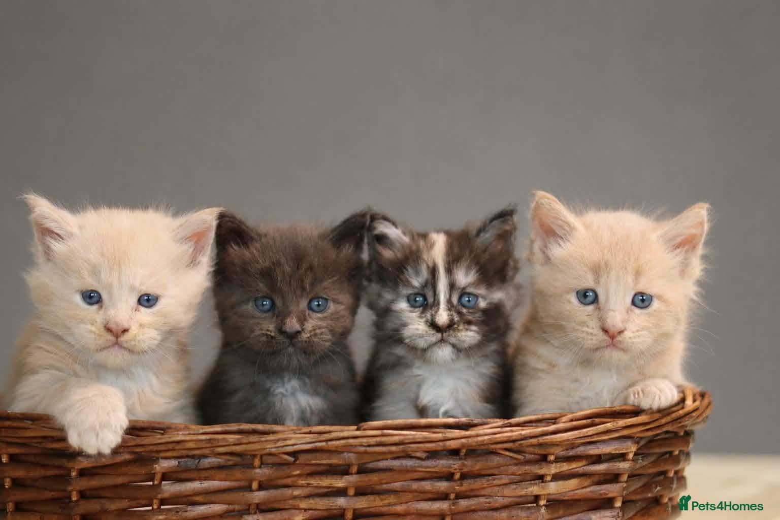 Maine Coon cats Pedigree Maine Coon Kittens  - Advert 1