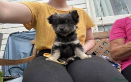 Chihuahua dogs for sale: Female Long Haired chihuahuas  - Image 7