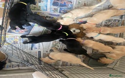 Labrador Retriever dogs for sale: Lovely Labrador puppies  - Image 18