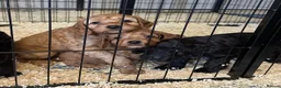 Cockapoo dogs for sale: ADORABLE COCKAPOOS  - Advert 38