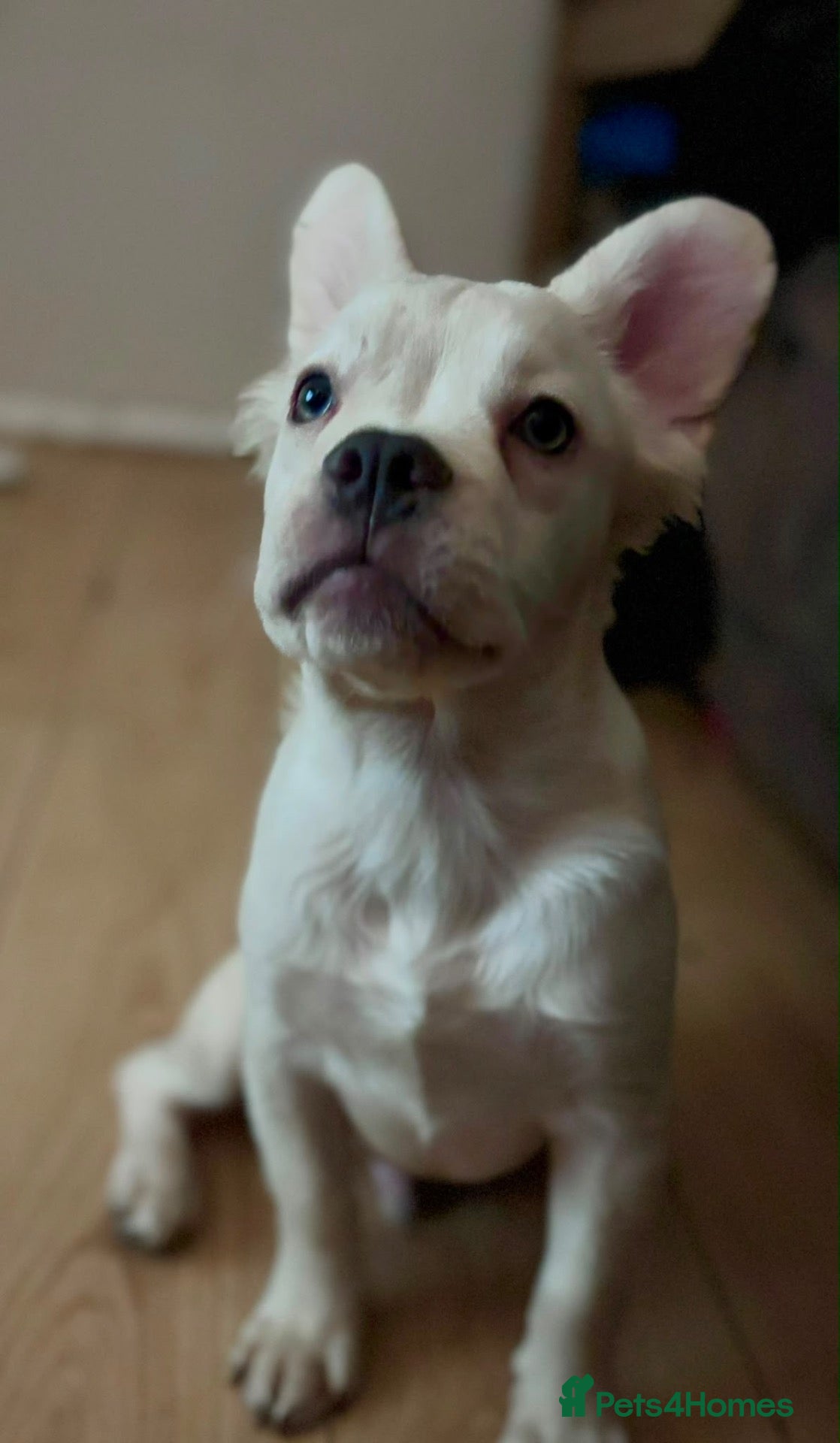 French Bulldog dogs FULL FLUFFY CARRYING PINK KC REG FRENCHIE BOY LEFT - Advert 16