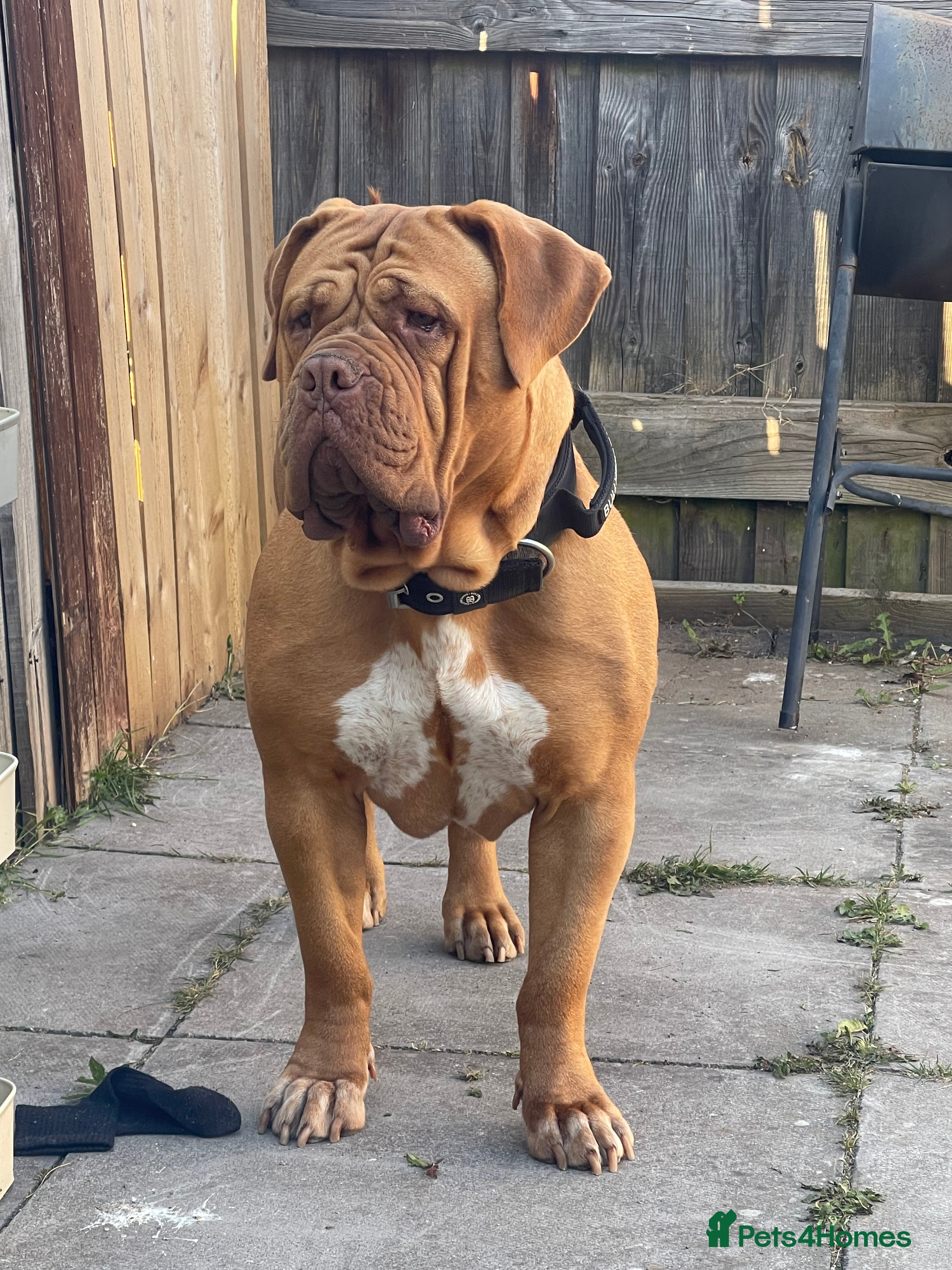 Dogue De Bordeaux dogs 4 year old Dogue du Bordeaux (French Mastiff)  - Advert 2