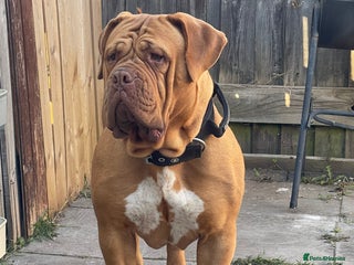 Dogue De Bordeaux dogs 4 year old Dogue du Bordeaux (French Mastiff) - Advert 1