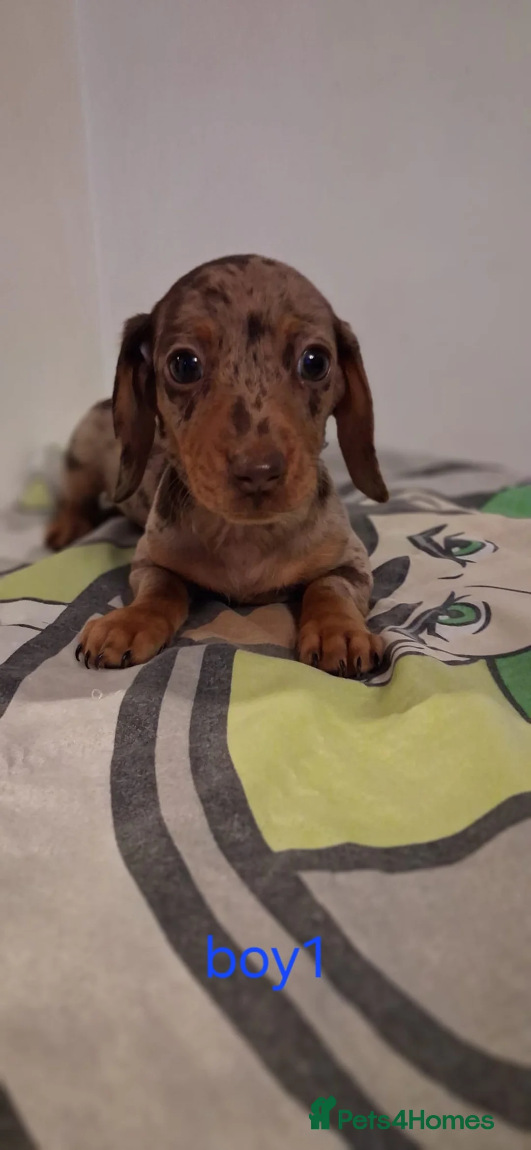 Dachshund dogs for sale: Beautiful miniature Dachshund babies  in Barnsley - Advert 15