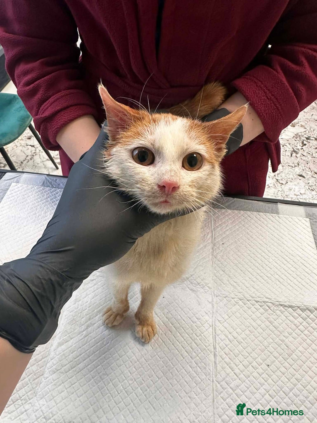 Mixed Breed cats for adoption: Apricot for adoption - Advert 3