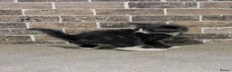 Mixed Breed cats for sale: Magical litter of 3 gorgeous and loving kittens - Advert 18