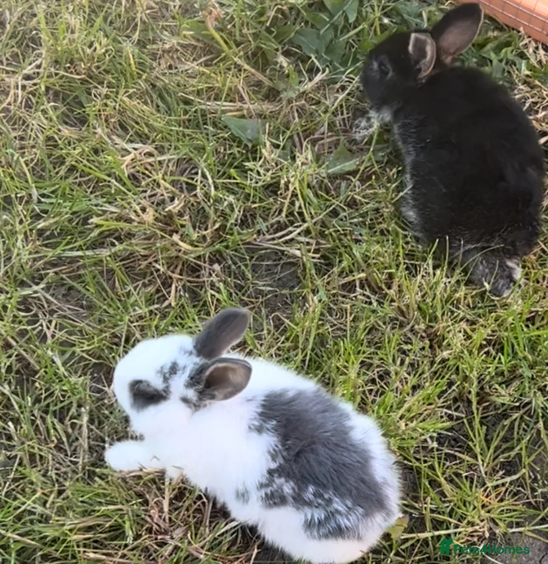 Mixed Breed rabbits for sale: bunnies  - Advert 1