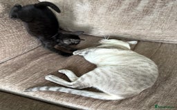 Serengeti cats for sale: Handsome tica reg black smoke male  - Image 18