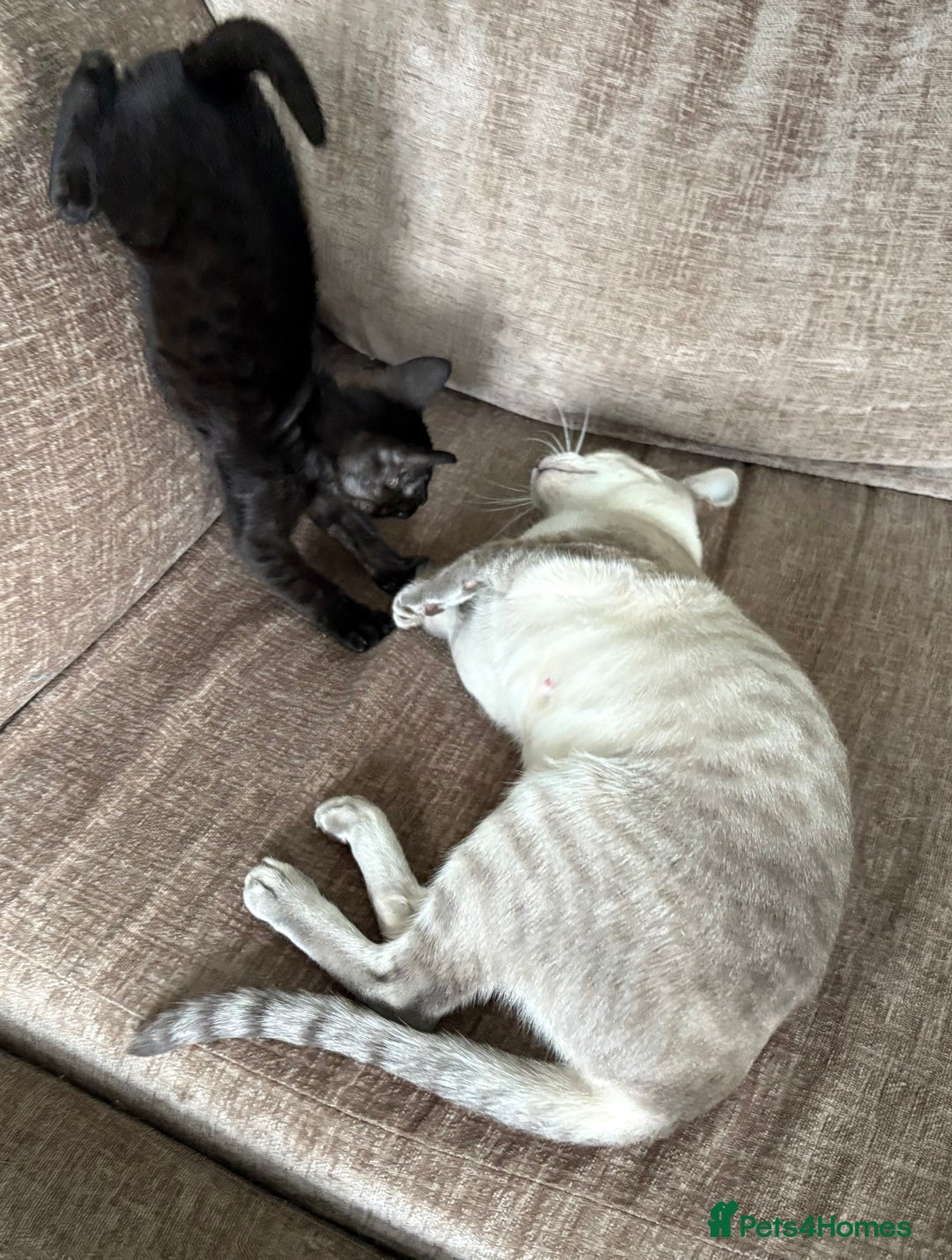 Serengeti cats for sale: Handsome tica reg black smoke male  - Image 18