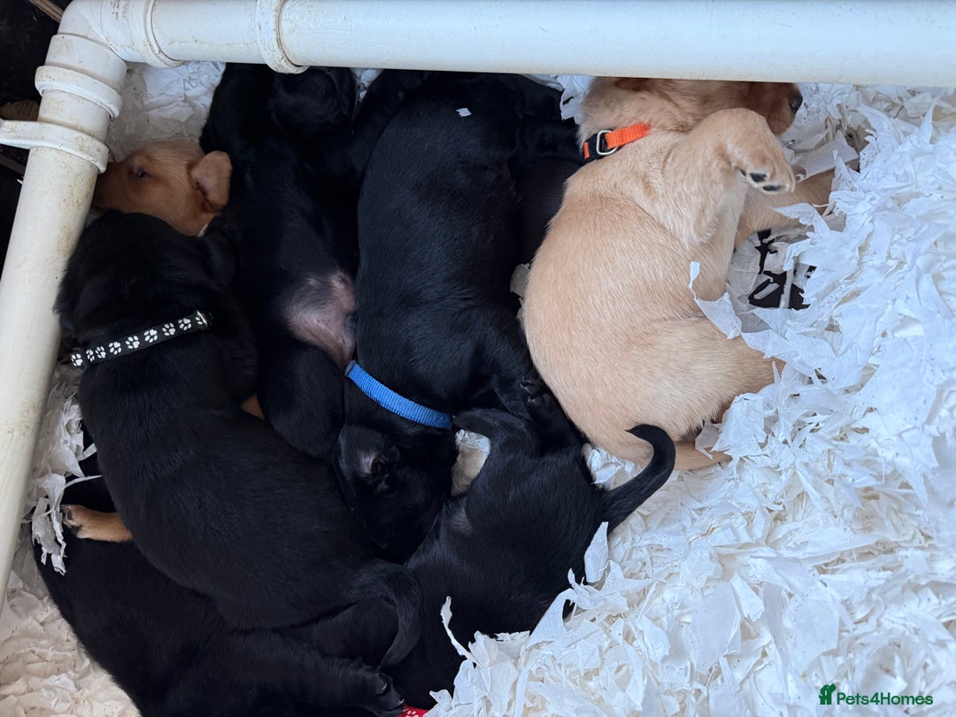 Labrador Retriever dogs for sale: LABRADOR PUPPIES FULL PEDIGREE K. C REG. - Advert 5