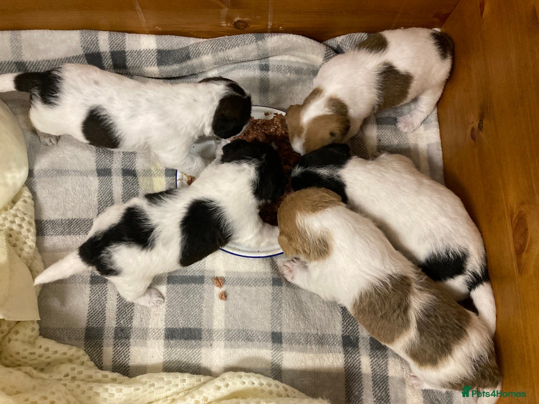 Jackapoo dogs for sale: @@GORGEOUS JACKAPOO PUPPIES@@ - Image 1
