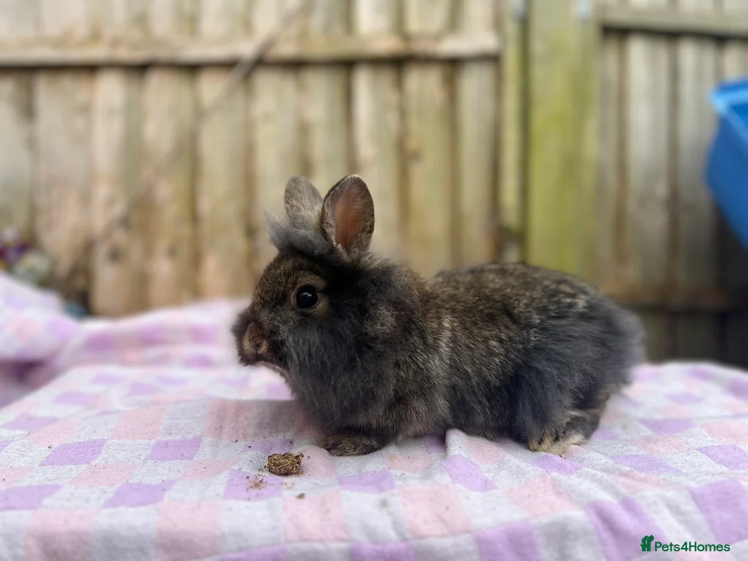Mixed Breed rabbits for sale: Rabbits for sale various ages and prices - Advert 2