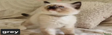 Ragdoll 3