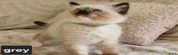 Ragdoll cats for sale: Adorable Ragdoll Kittens Looking For A New Home - Advert 3