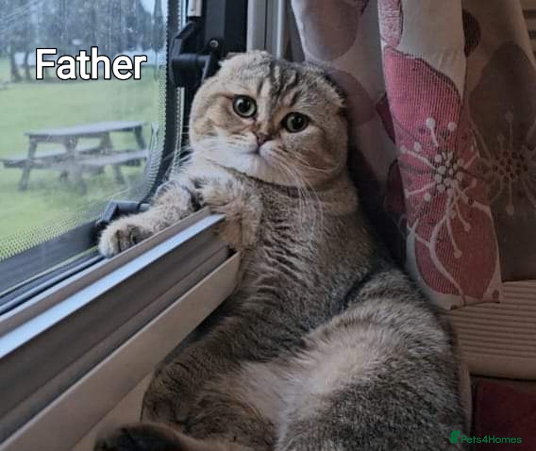 Scottish Fold cats for sale: Beautiful Scottish Fold Kittens - Advert 4