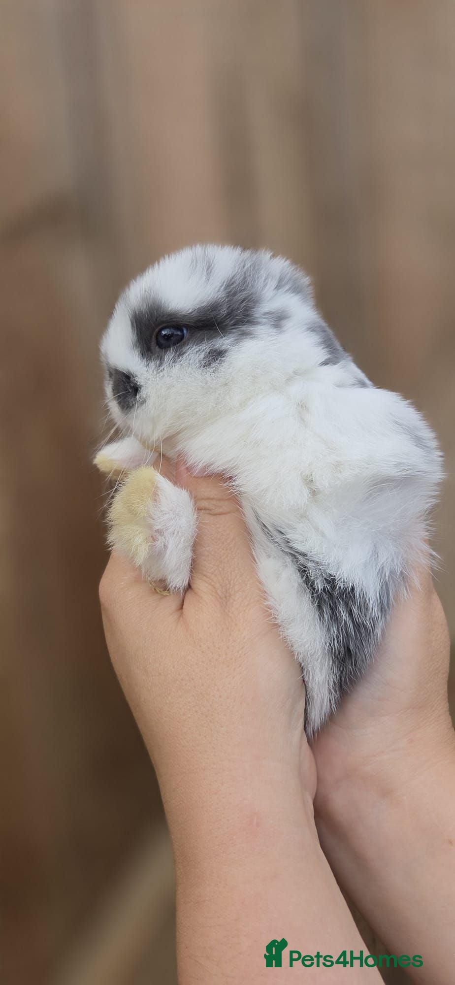 Mini Lop rabbits Last mini lop - Advert 1