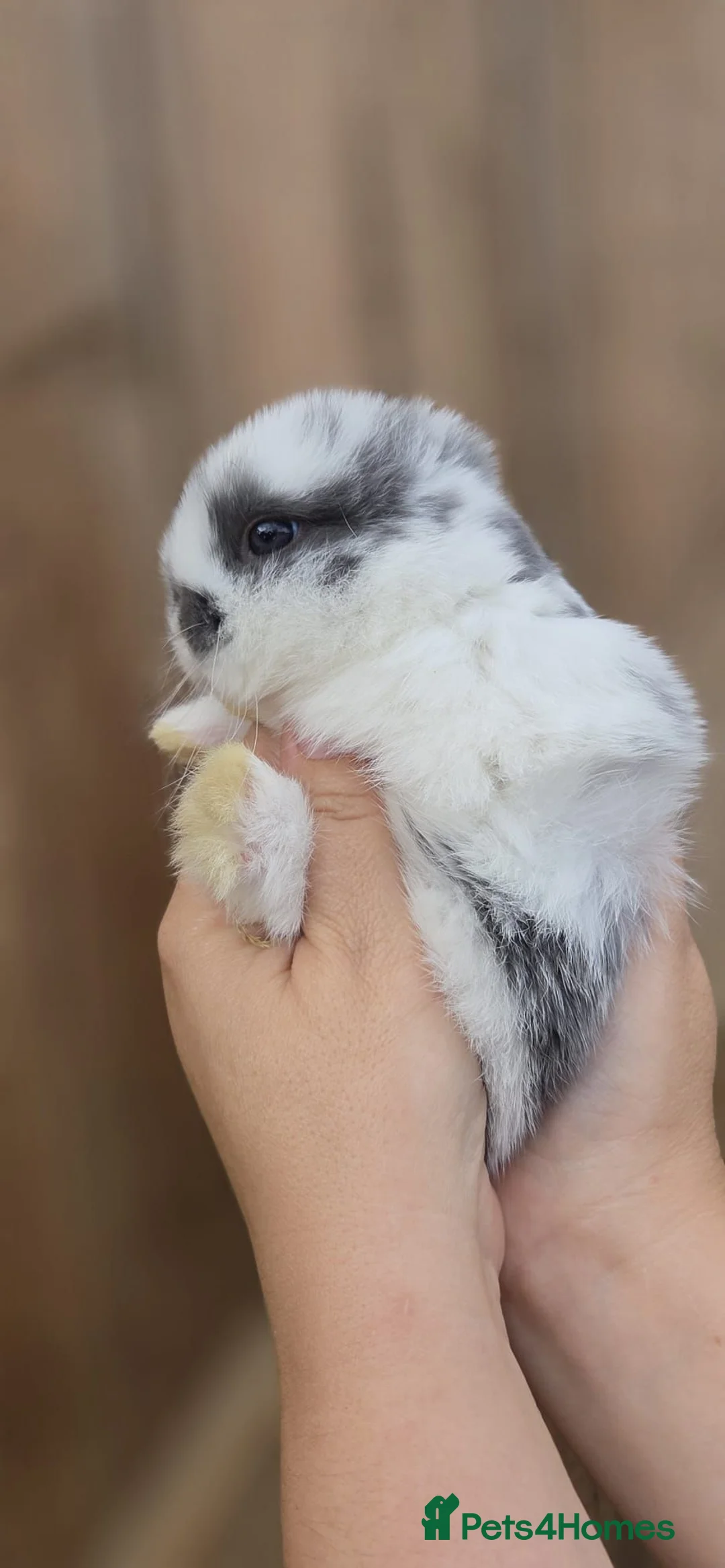 Mini Lop rabbits for sale: Last mini lop - Advert 1