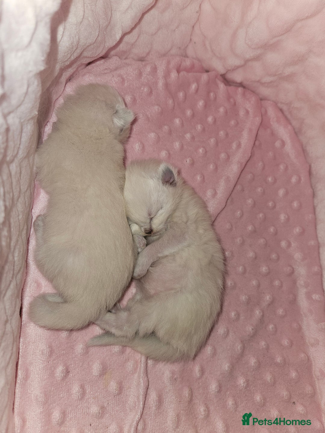 Ragdoll cats for sale: Purebred Blue Point Ragdoll Kittens 🩷💙 - Advert 23