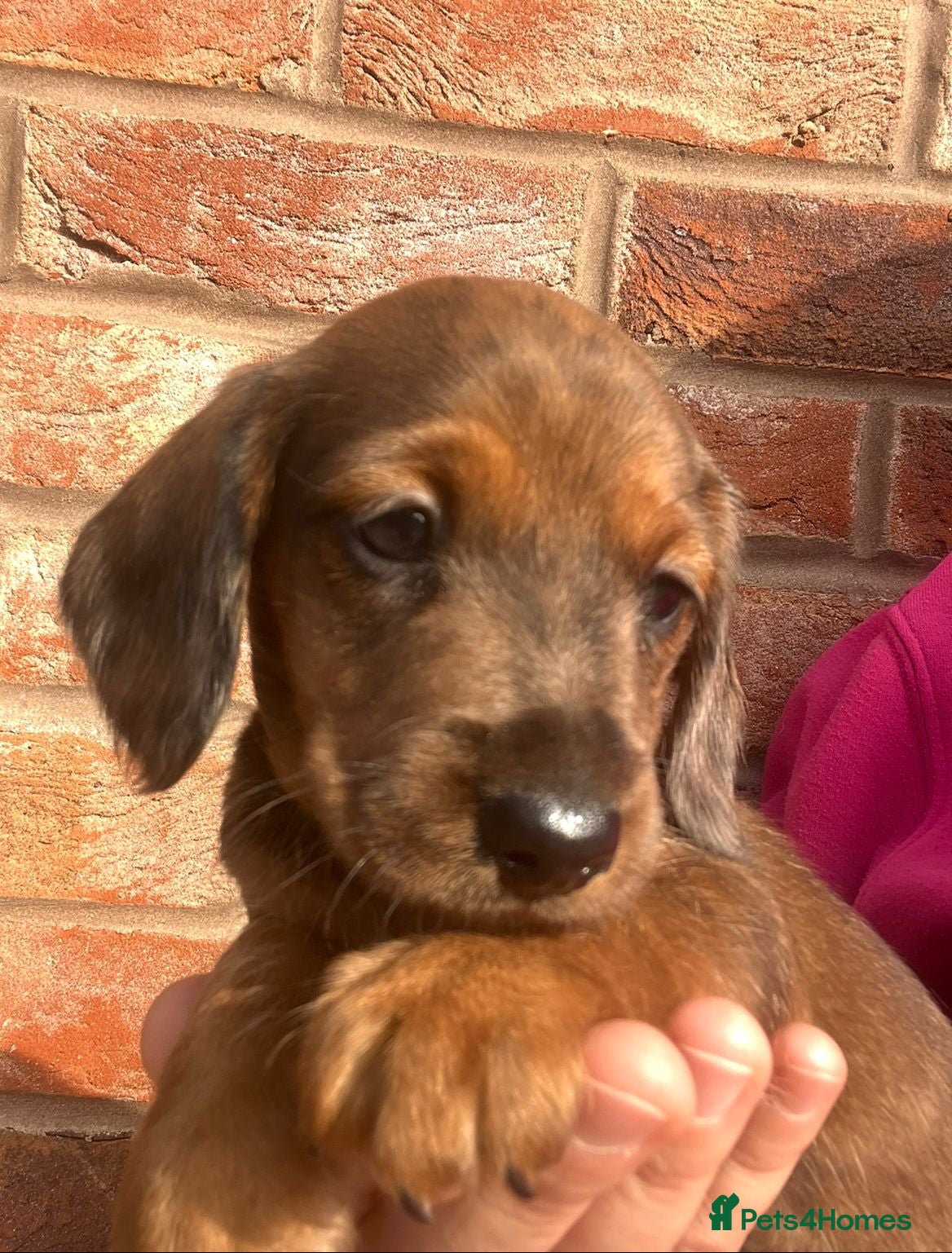 Miniature Dachshund dogs Beautiful Longhair/Wirehair Dachshunds - Advert 11