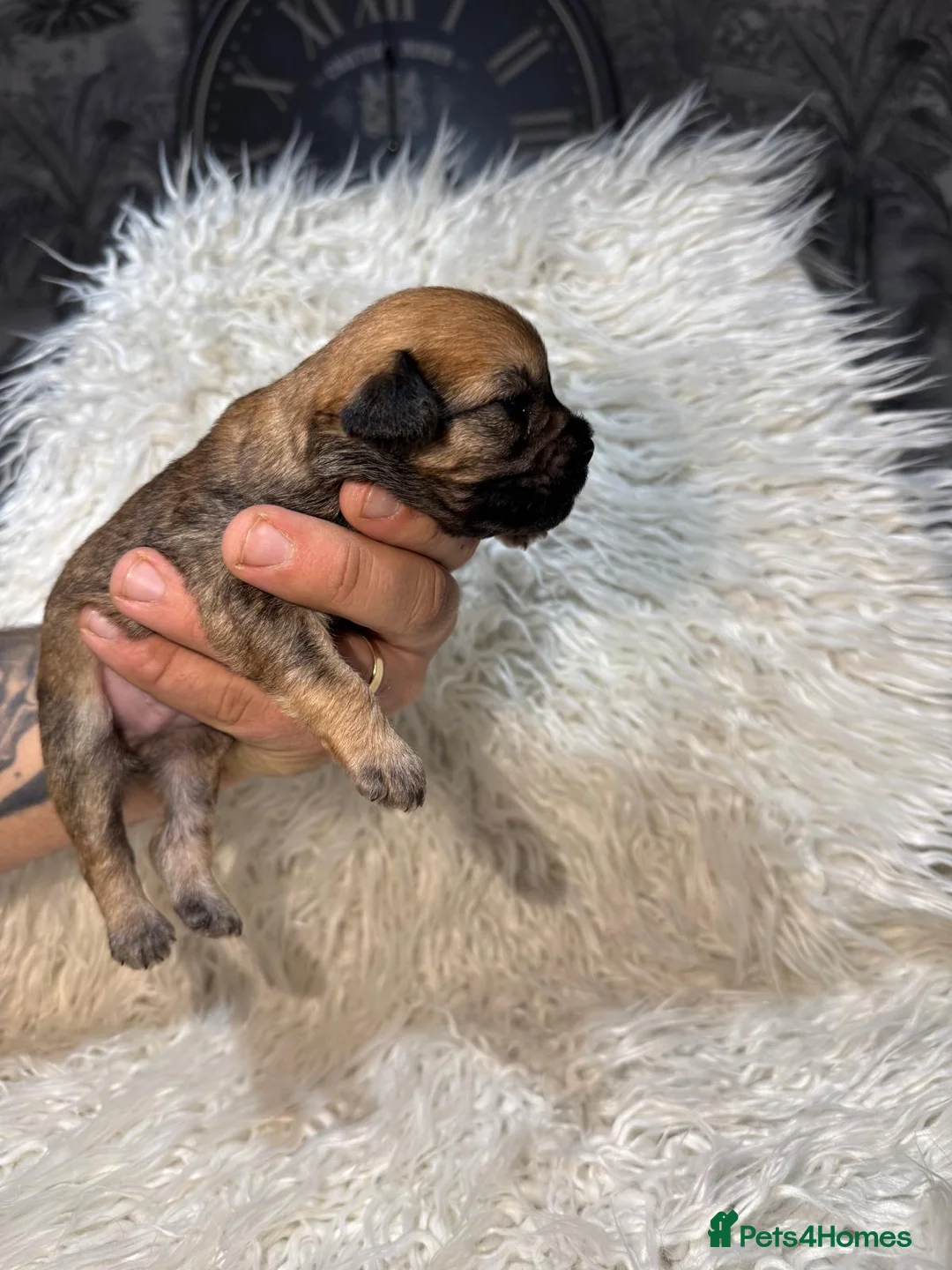 Shihpoo dogs for sale: 9 beautiful shihpoo puppies 🐶  - Advert 3