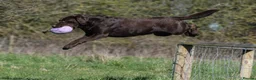Labrador Retriever dogs for sale: Beautiful KC Chocolate Labs - Advert 7
