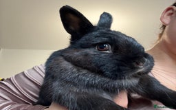 Mini Lop rabbits for sale: 3 rabbits  - Image 3