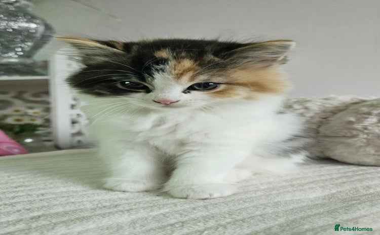 Turkish Angora cats - Advert 3