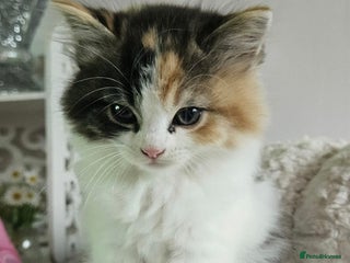 Turkish Angora cats - Advert 1