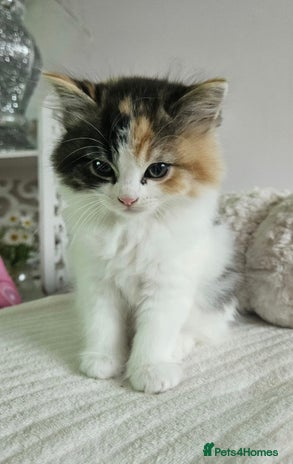 Turkish Angora cats - Advert 1