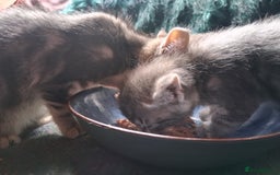 Mixed Breed cats for sale: Awesome Spotty Dotty Silver  Blue Bengal x Kittens - Image 13