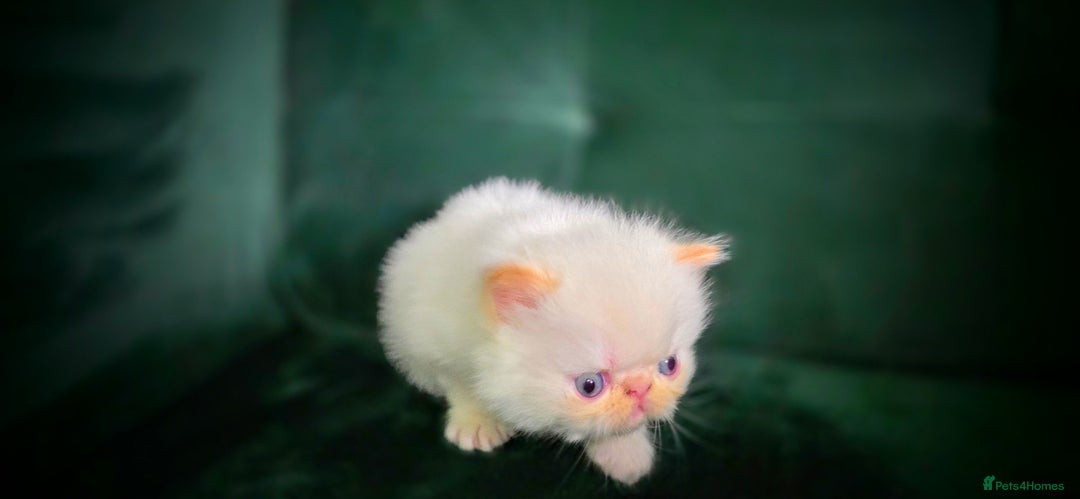 Persian cats for sale: Beautiful and Rare Purebred Persian Kittens - Image 26
